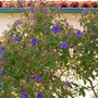 Tibouchina urvilleana