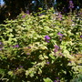 Tibouchina