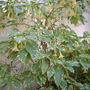 Brugsmania candida 'variegata' - Variegated Angel's Trumpet (Brugsmania candida 'variegata' - Variegated Angel's Trumpet)