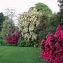 Part of the South Lawn at Moyclare, Liskeard (Rhododendron 'Winsome' and 'Amomyrtus apiculata')