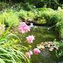 The pond at Moyclare Garden, Liskeard, Cornwall