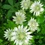 Astrantia major 'Moira Reid'  (Astrantia major 'Moira Reid')