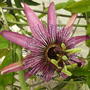 Passiflora