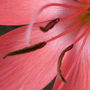 Kaffir Lily 