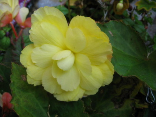 Begonia Niagra Yellow (Begonia)
