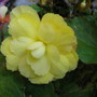 Begonia Niagra Yellow (Begonia)