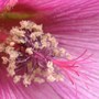 A garden flower photo