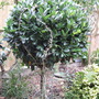 Treasured Bay Tree (Laurus nobilis (Sweet bay))