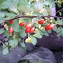 Japanese barberry berries (Berberis thunbergii (Barberry))