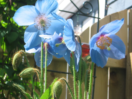 Himalayan Blue Poppy (Meconopsis betonicifolia (Himalayan blue poppy))