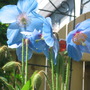 Himalayan Blue Poppy (Meconopsis betonicifolia (Himalayan blue poppy))