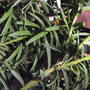 Taxus