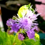 Ageratum (Ageratum houstonianum)