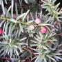 Yew Berries (Taxus media)
