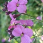 Erysimum 'Bowles Mauve'