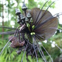 Tacca chantrieri