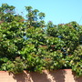 Dimocarpus longan - Longan Tree/Dragon Eyes (Dimocarpus longan - Longan Tree/Dragon Eyes)