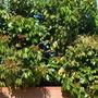 Dimocarpus longan - Longan Tree/Dragon Eyes (Dimocarpus longan - Longan Tree/Dragon Eyes)