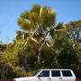 Bismarckia nobilis - Bismarck Palm (Green Form) (Bismarckia nobilis - Bismarck Palm (Green Form))