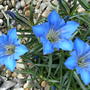 Gentian (Gentiana acaulis (Stemless Gentian))