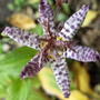 Tricyrtis