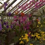 Autumn inside the greenhouses at Winsford