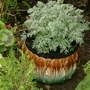 Artemisia Powys castle (Artemisia)