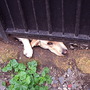 Dog under gate in France.