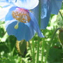 Himalayan Blue Poppy (Meconopsis betonicifolia (Himalayan blue poppy))