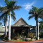 Roystonea regia - Royal Palms (Roystonea regia - Royal Palms)