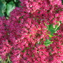 Sedum acre