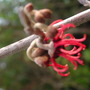 1st_hamamelis_flower