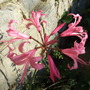 Nerine (Nerine bowdenii)