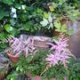 A garden flower photo (Astilbe arendsii (probably Bressingham Beauty))
