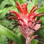 Bromeliad Bloom (bromeliad)