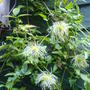 fluffy clematis (clematis tangutica)