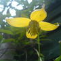 yellow clematis (clematis tangutica)