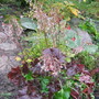Heuchera Palace Purple and Viola "Freckles"  (Heuchera "Palace Purple", Viola "Freckles")