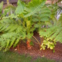 Alocasia portodora / Australia Tree Fern