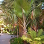 Bismarckia nobilis - Bismarck Palm (Green Form) (Bismarckia nobilis - Bismarck Palm (Green Form))