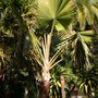 Bismarckia nobilis - Bismarck Palm (Green Form) (Bismarckia nobilis - Bismarck Palm (Green Form))