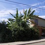 Musa 'White Iholena' - White Iholena Bananas (Musa 'White Iholena')