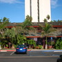 Roystonea regia - Royal Palms (Roystonea regia)