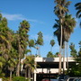 Washingtonia