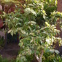 Ficus aspera - Clown Fig (Ficus aspera)