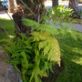 Butia capitata - Jelly Palm (Butia capitata)