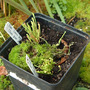 A garden flower photo (Sarracenia flava)