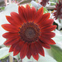 Velvet Queen Sunflower (Helianthus annuus (Sunflower))