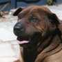 darling my old sharpi r.i.p