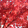 Red Maple 'October Glory' (Acer rubrum 'October glory')